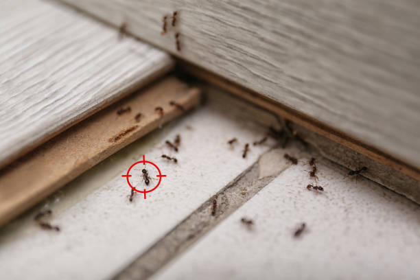Reliable Reading, MI Pest Control Solutions
