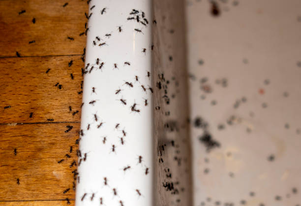 Best Spider Control Near Me  in Reading, MI